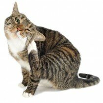 Болезни кошек ушной клещ фото