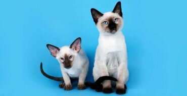 Чем отличается сиамская кошка от тайской фото